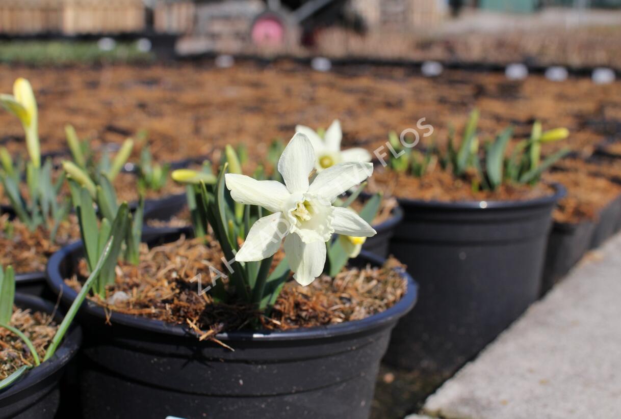 Narcis 'Ice Baby' - Narcissus 'Ice Baby'