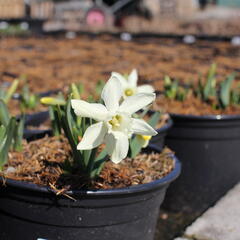 Narcis 'Ice Baby' - Narcissus 'Ice Baby'