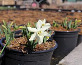 Narcis 'Ice Baby'