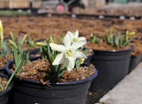 Narcis 'Ice Baby' - Narcissus 'Ice Baby'