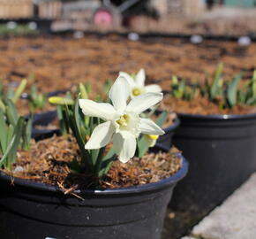 Narcis 'Ice Baby' - Narcissus 'Ice Baby'