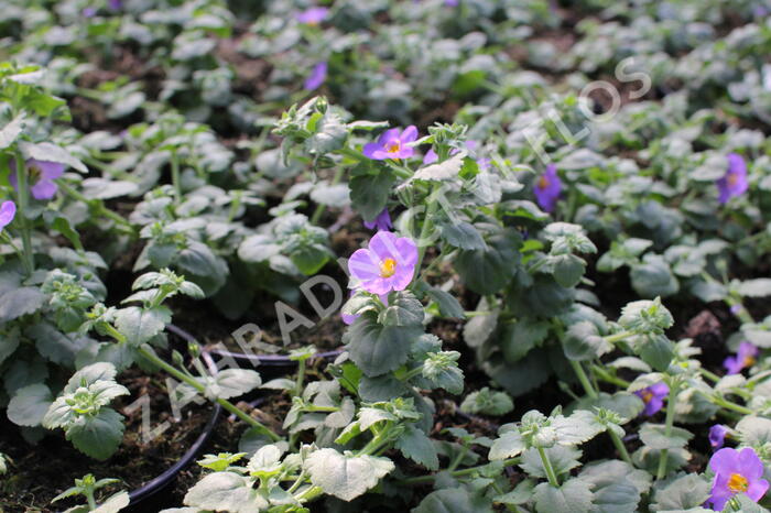 Bakopa 'Gulliver Compact Purple' - Sutera diffusus 'Gulliver Compact Purple'