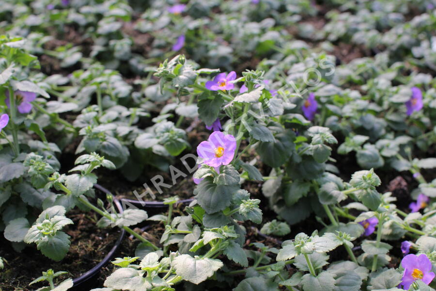 Bakopa 'Gulliver Compact Purple' - Sutera diffusus 'Gulliver Compact Purple'