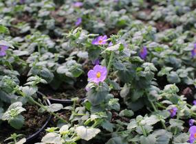 Bakopa 'Gulliver Compact Purple' - Sutera diffusus 'Gulliver Compact Purple'