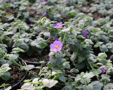 Bakopa 'Gulliver Compact Purple'