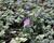 Bakopa 'Gulliver Compact Purple'