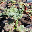 Reveň rebarbora 'Timperley Early' - Rheum rhabarbarum 'Timperley Early'