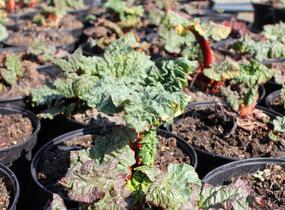 Reveň rebarbora 'Timperley Early' - Rheum rhabarbarum 'Timperley Early'