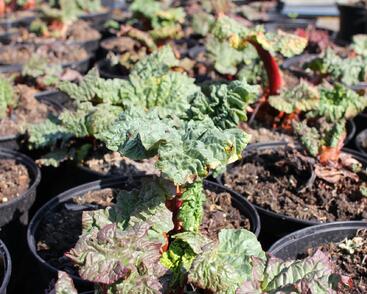 Reveň rebarbora 'Timperley Early'