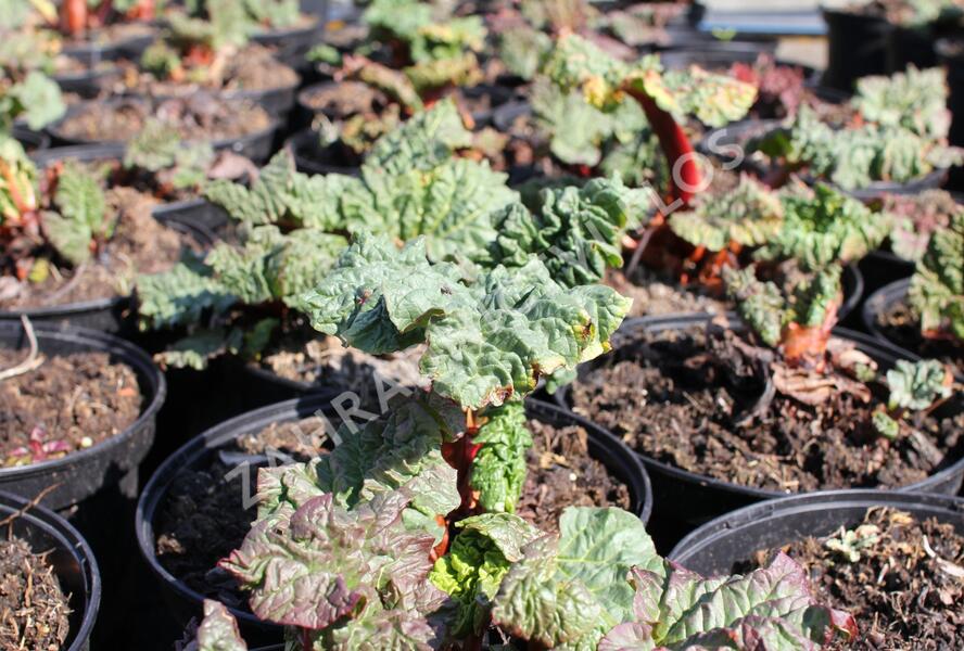 Reveň rebarbora 'Timperley Early' - Rheum rhabarbarum 'Timperley Early'