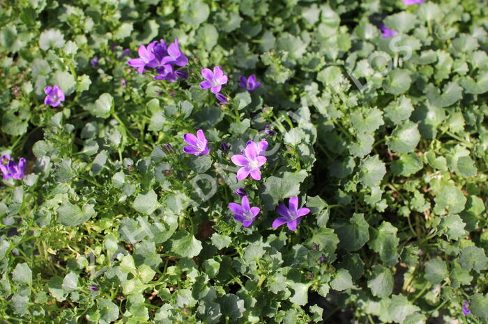 Zvonek dalmatský 'Royal Blue' - Campanula portenschlagiana 'Royal Blue'