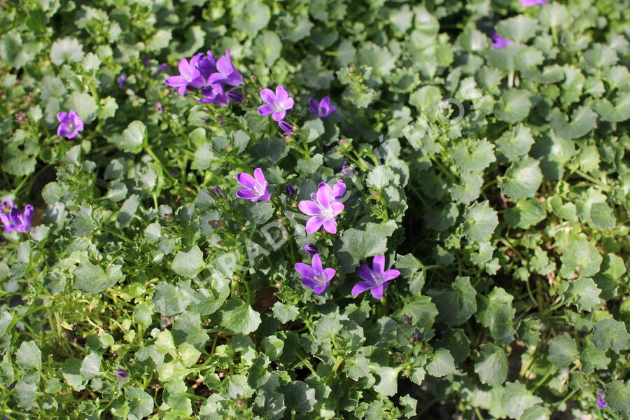 Zvonek dalmatský 'Royal Blue' - Campanula portenschlagiana 'Royal Blue'