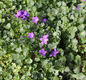 Zvonek dalmatský 'Royal Blue' - Campanula portenschlagiana 'Royal Blue'