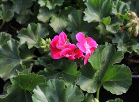 Muškát, pelargonie páskatá 'TexMex Fire 2022' - Pelargonium zonale 'TexMex Fire 2022'