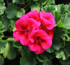 Muškát, pelargonie páskatá 'TexMex Merlot Sizzle' - Pelargonium zonale 'TexMex Merlot Sizzle'