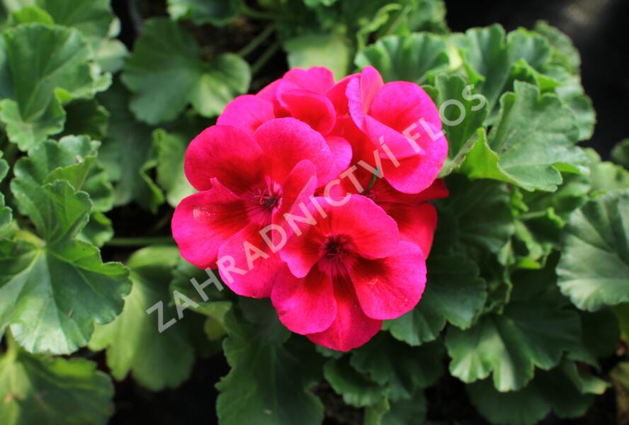 Muškát, pelargonie páskatá 'TexMex Merlot Sizzle' - Pelargonium zonale 'TexMex Merlot Sizzle'