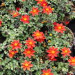 Dvouzubec 'Bidy Boom Red' - Bidens 'Bidy Boom Red'