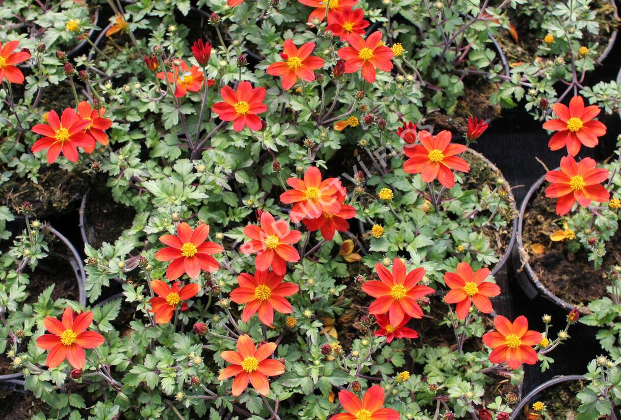 Dvouzubec 'Bidy Boom Red' - Bidens 'Bidy Boom Red'