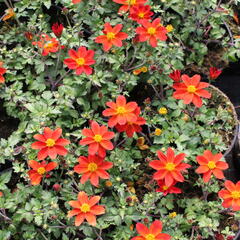 Dvouzubec 'Bidy Boom Red' - Bidens 'Bidy Boom Red'