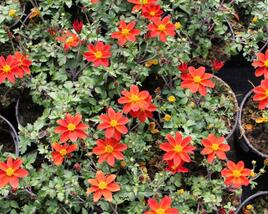 Dvouzubec 'Bidy Boom Red'