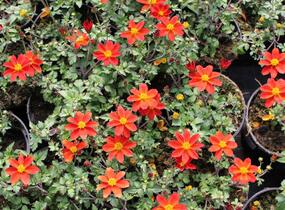 Dvouzubec 'Bidy Boom Red' - Bidens 'Bidy Boom Red'
