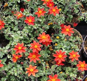 Dvouzubec 'Bidy Boom Red' - Bidens 'Bidy Boom Red'