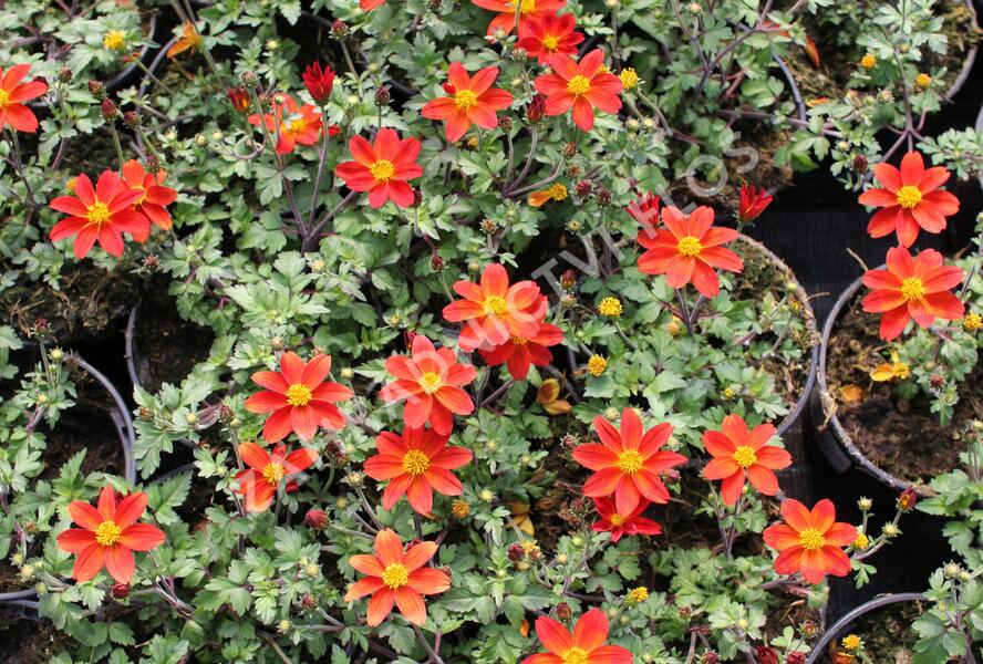Dvouzubec 'Bidy Boom Red' - Bidens 'Bidy Boom Red'