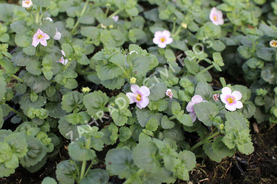 Bakopa 'Gulliver Compact Blush' - Sutera diffusus 'Gulliver Compact Blush'