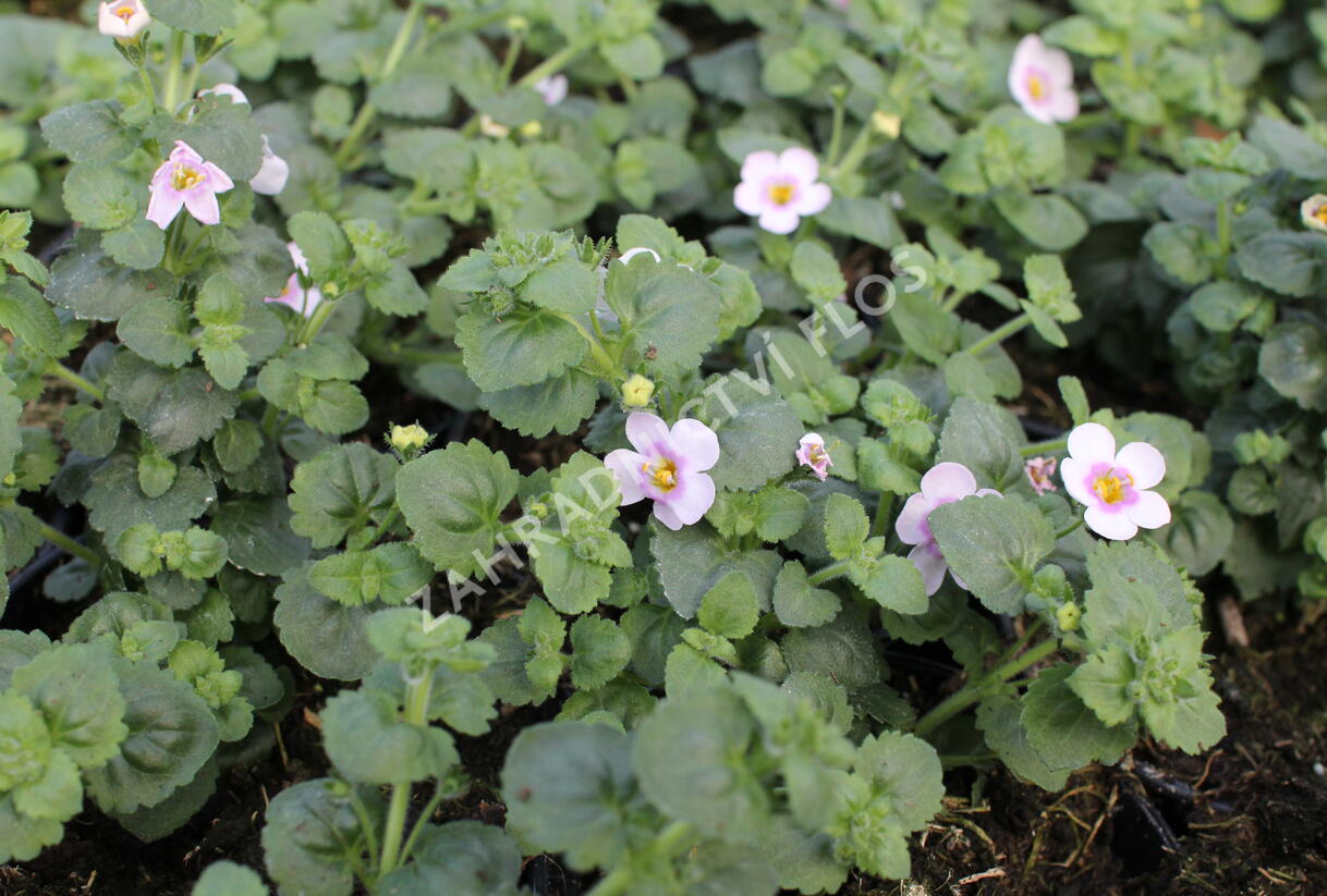 Bakopa 'Gulliver Compact Blush' - Sutera diffusus 'Gulliver Compact Blush'