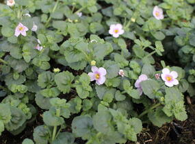 Bakopa 'Gulliver Compact Blush' - Sutera diffusus 'Gulliver Compact Blush'