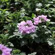 Verbena, sporýš 'Summer Dreams Soft Pink Eye' - Verbena hybrida 'Summer Dreams Soft Pink Eye'