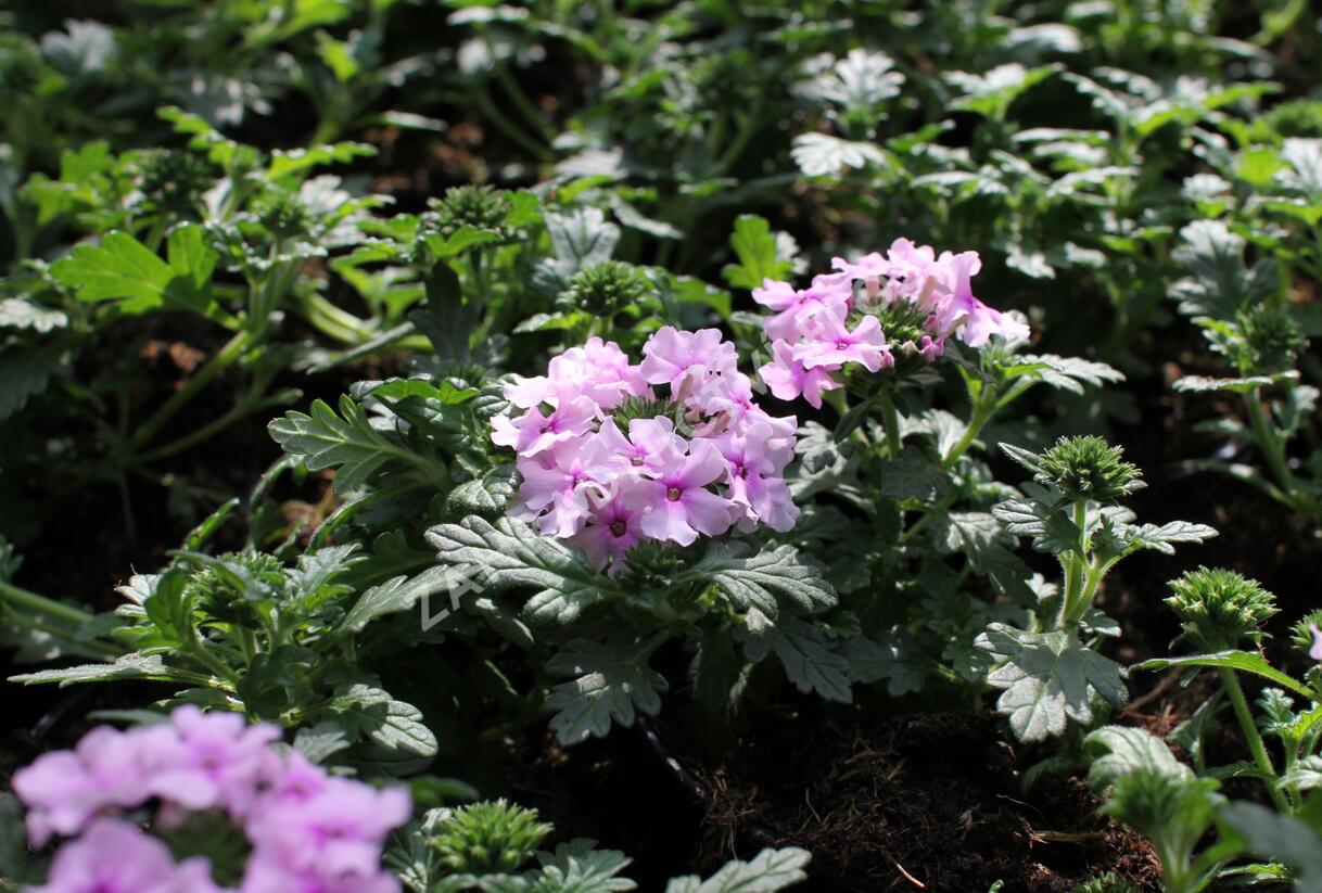 Sporýš 'Summer Dreams Soft Pink Eye' - Verbena hybrida 'Summer Dreams Soft Pink Eye'