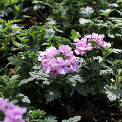 Verbena, sporýš 'Summer Dreams Soft Pink Eye' - Verbena hybrida 'Summer Dreams Soft Pink Eye'