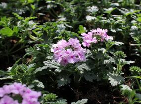 Sporýš 'Summer Dreams Soft Pink Eye' - Verbena hybrida 'Summer Dreams Soft Pink Eye'