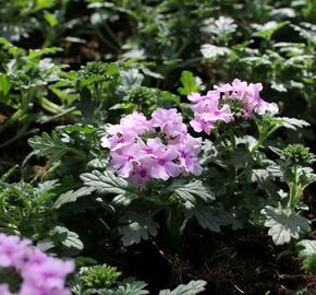 Verbena, sporýš 'Summer Dreams Soft Pink Eye' - Verbena hybrida 'Summer Dreams Soft Pink Eye'