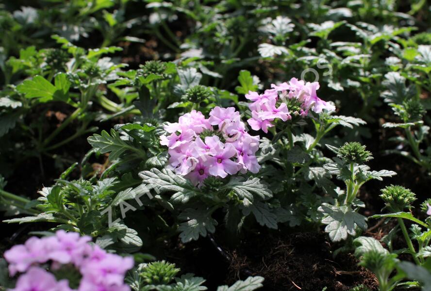 Sporýš 'Summer Dreams Soft Pink Eye' - Verbena hybrida 'Summer Dreams Soft Pink Eye'