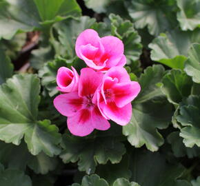 Muškát, pelargonie páskatá klasická 'Pink Mega Splash' - Pelargonium zonale 'Pink Mega Splash'