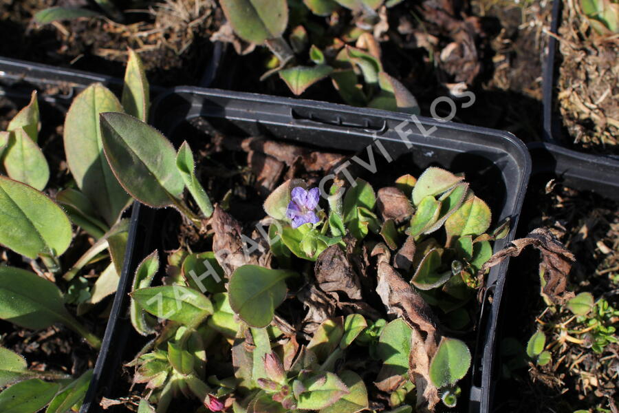 Plicník úzkolistý 'Azurea' - Pulmonaria angustifolia 'Azurea'