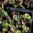Plicník úzkolistý 'Azurea' - Pulmonaria angustifolia 'Azurea'