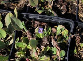 Plicník úzkolistý 'Azurea' - Pulmonaria angustifolia 'Azurea'