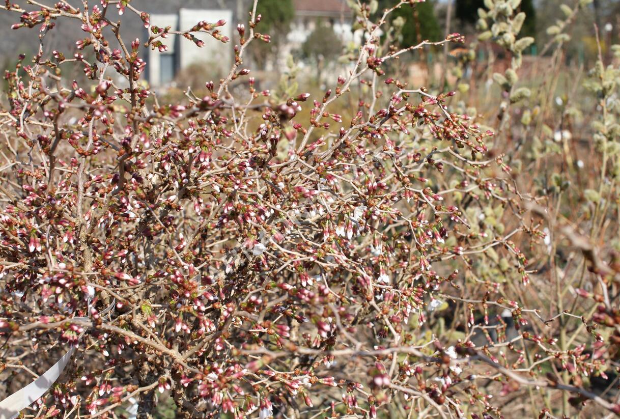 Slivoň vyříznutá 'Midori-zakura' - Prunus incisa 'Midori-zakura'