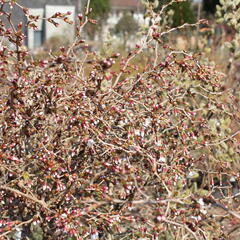 Slivoň vyříznutá 'Midori-zakura' - Prunus incisa 'Midori-zakura'