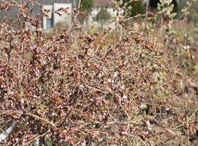 Slivoň vyříznutá 'Midori-zakura' - Prunus incisa 'Midori-zakura'