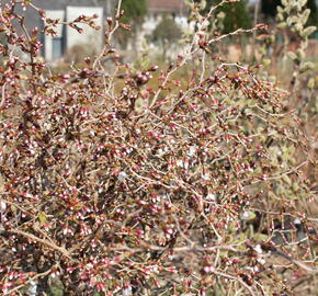 Slivoň vyříznutá 'Midori-zakura' - Prunus incisa 'Midori-zakura'