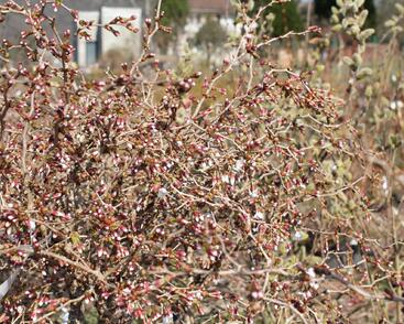 Slivoň vyříznutá 'Midori-zakura'