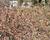 Slivoň vyříznutá 'Midori-zakura'