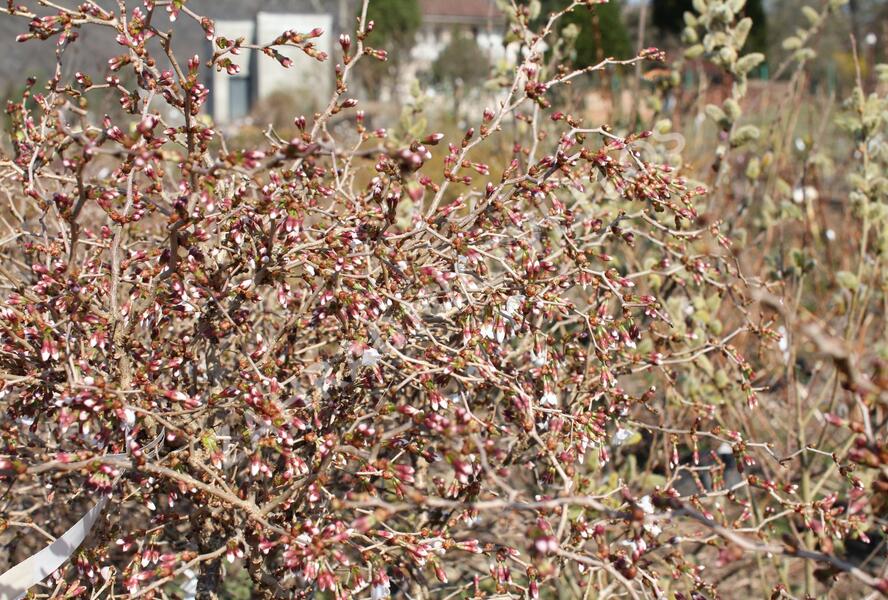 Slivoň vyříznutá 'Midori-zakura' - Prunus incisa 'Midori-zakura'
