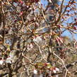 Slivoň vyříznutá 'Midori-zakura' - Prunus incisa 'Midori-zakura'