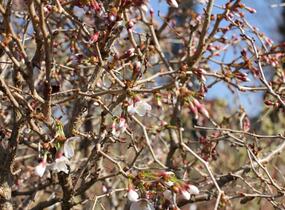 Slivoň vyříznutá 'Midori-zakura' - Prunus incisa 'Midori-zakura'
