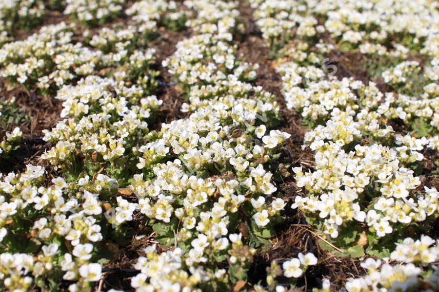 Huseník kavkazský 'Little Treasure White' - Arabis caucasica 'Little Treasure White'